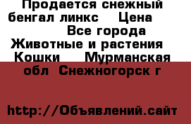 Продается снежный бенгал(линкс) › Цена ­ 25 000 - Все города Животные и растения » Кошки   . Мурманская обл.,Снежногорск г.